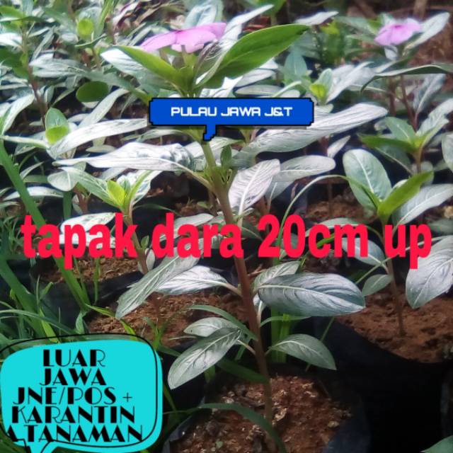 BIBIT TANAMAN TAPAK DARA // BUNGA TAPAK DARA // TAPAK DARA