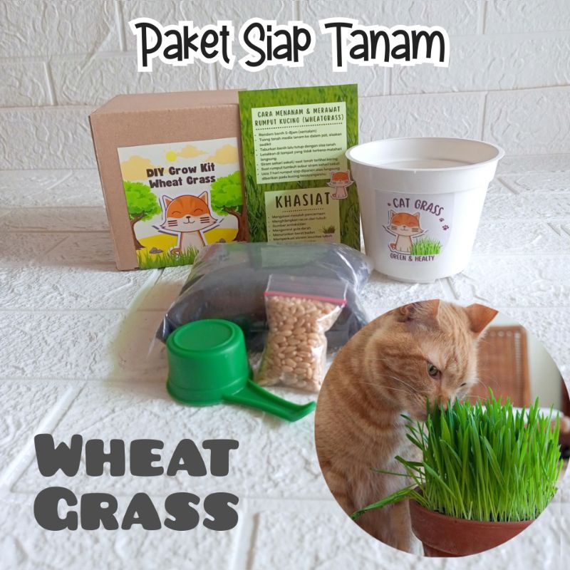 Berkebun Bertanam DIY Rumput Kucing Paket Siap Tanam Wheat Grass