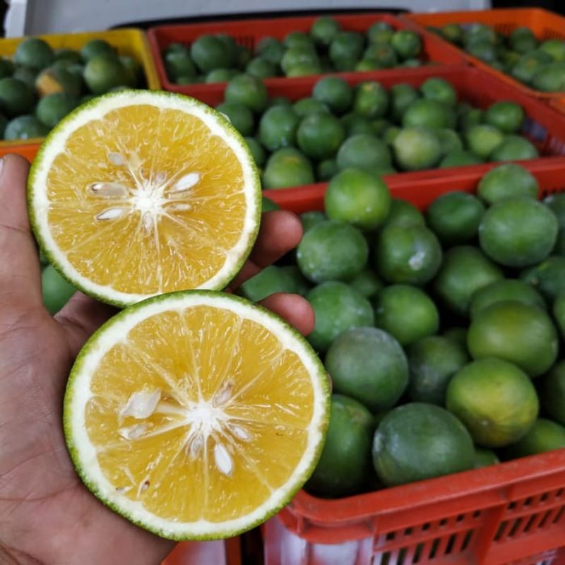 

Jeruk Baby Java asli Malang, Manis Segar Kaya Manfaat