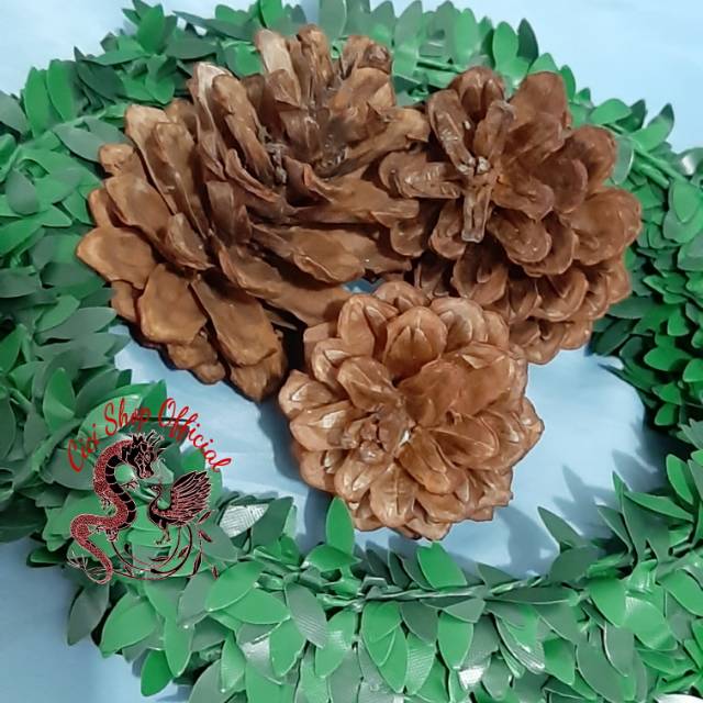 Biji pinus bunga pinus bunga pohon pinus pinus Shopee Biji pinus bunga pinus bunga pohon pinus pinus Shopee