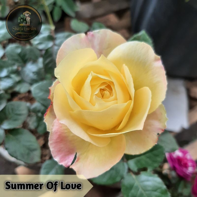 Mawar Import Summer Of Love wangi - tanaman hias outdoor