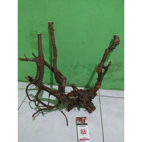 bonsai iprik dongkelan berkarakter alam