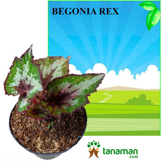 Bibit Bunga Tanaman Begonia Rex