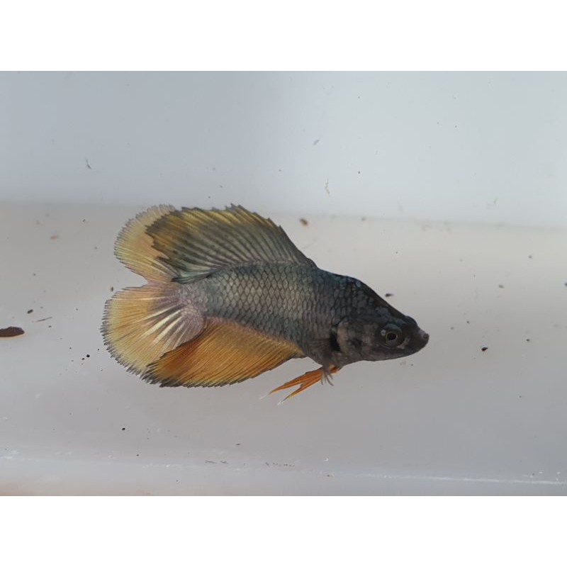 (SESUAI FOTO) Cupang BONSAI Halfmoon DoubleTail avatar cooper yellow