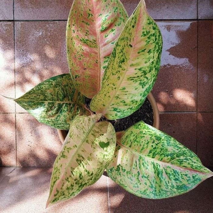 Tanaman Hias Aglonema Bigroy Orange Hijau//Aglaonema bunga Hidup