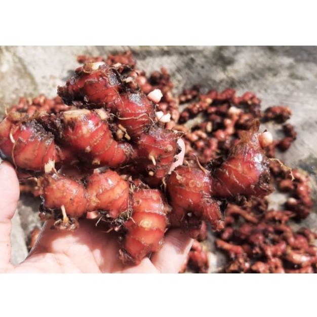 

Jahe merah segar 500gr