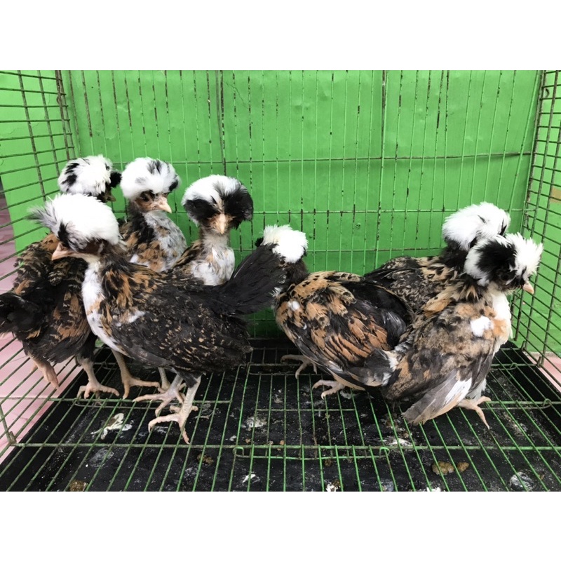 Ayam Poland, ayam batik, ayam kapas