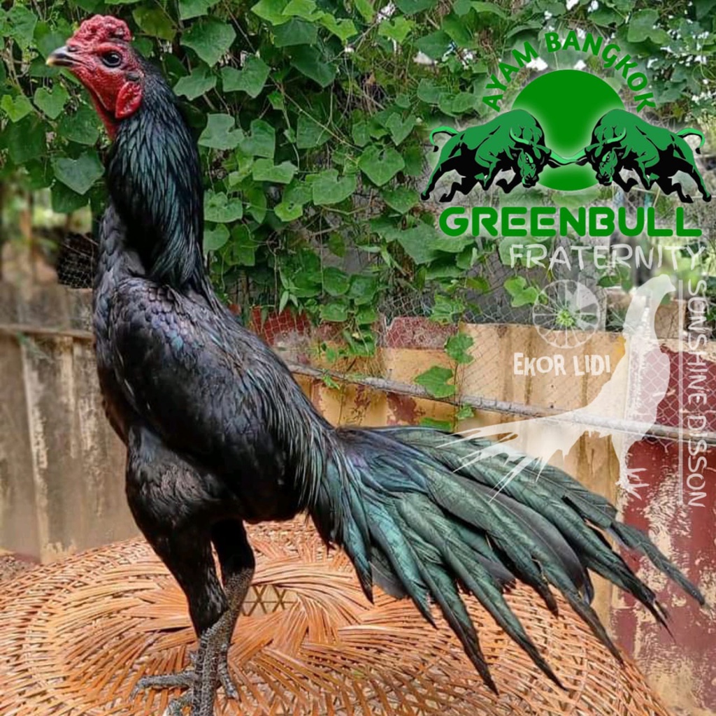 ayam bangkok pakhoy ekor lidi mangon super koytrad brutal greenbull plucker black