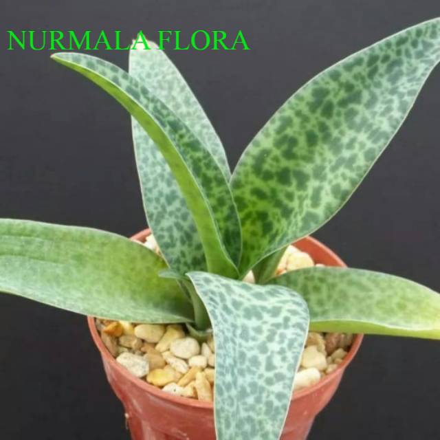 Tanaman hias lidah katak - drimiopsis - mucalata lidah katak