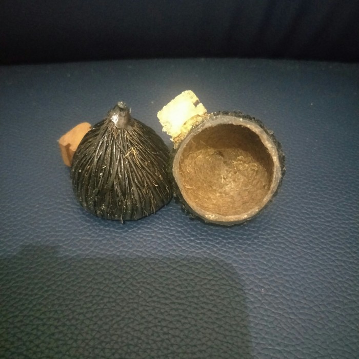 cepuk kayu/cepuk kayu kolibri/cepuk kayu pleci/cepuk pleci/cepuk burung pleci/cepuk burung kecil