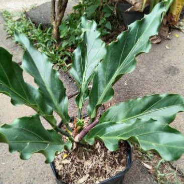 tanaman hias antorium gelombang cinta - antorium gelombang cinta