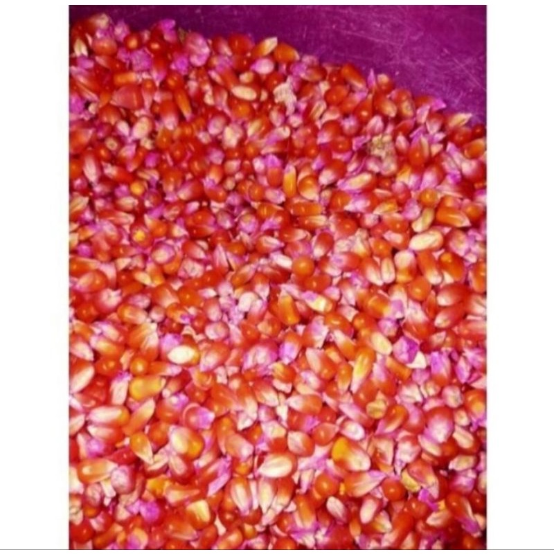 benih jagung kristal super 250 gram