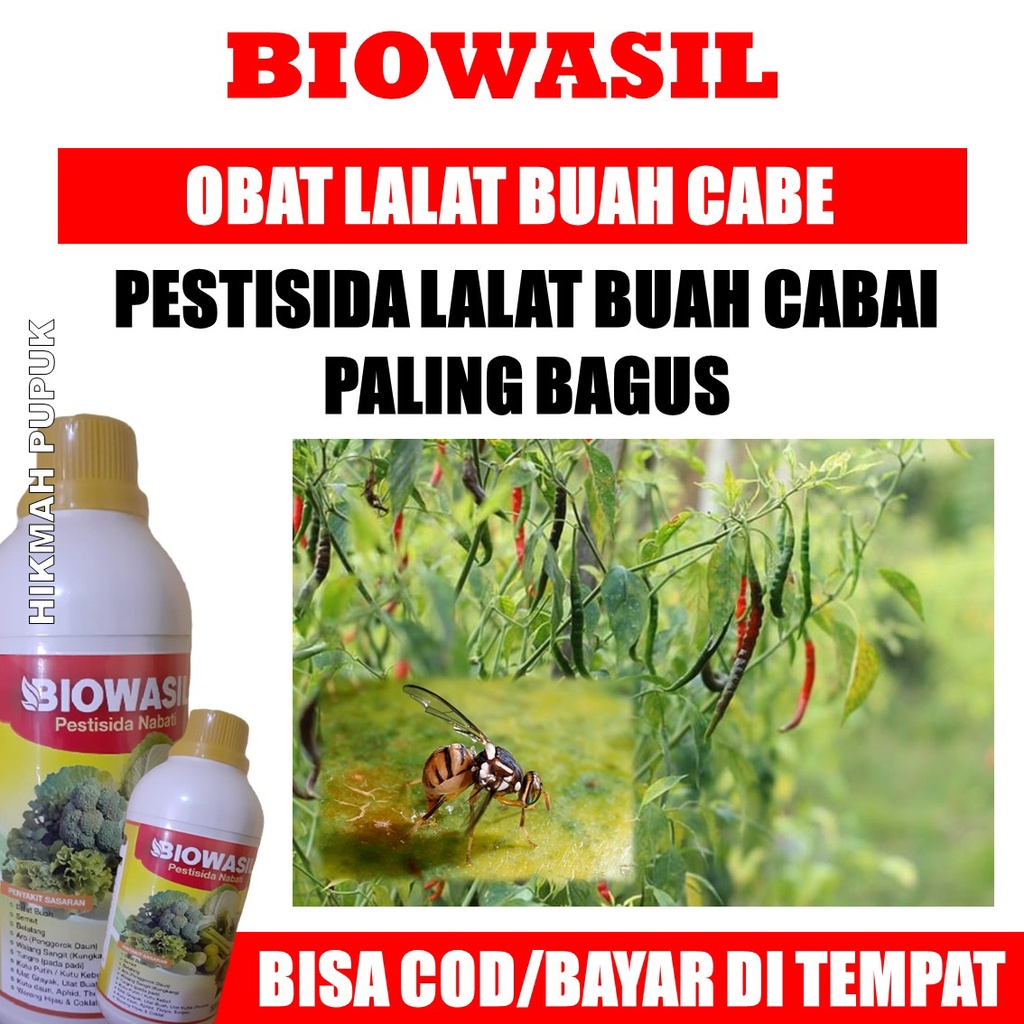 (BAYAR DI RUMAH) BIOWASIL PESTISIDA LALAT BUAH PADA TANAMAN CABAI, Pestisida Untuk Mengatasi Lalat B