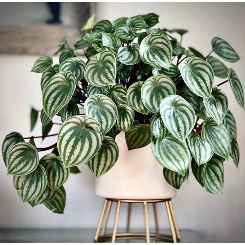 Tanaman Hias hidup Peperomia watermelon - Bunga peperomia watermelon - Tanaman indoor-bunga hias- bu
