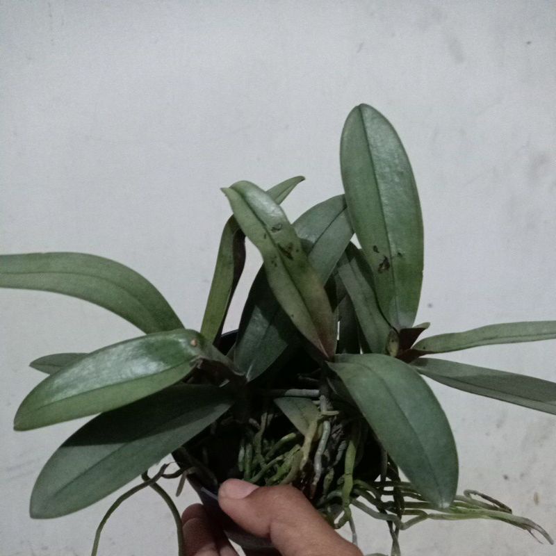 ANGGREK DORITIS RIMBUN (50k)