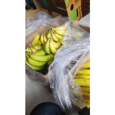 

PISANG CAVENDISH BALI