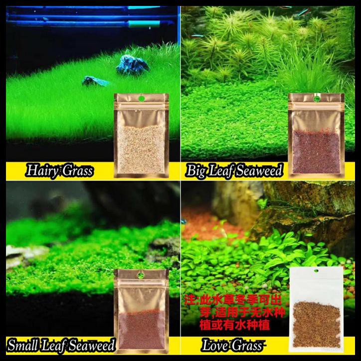 BIBIT HAIR GRASS AQUASCAPE