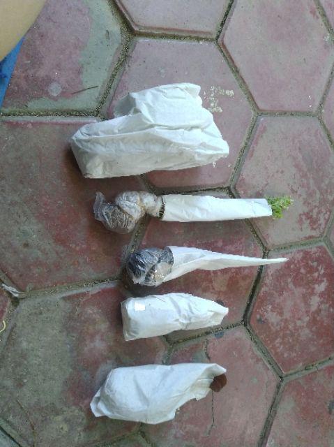 Tanaman Hias - Bibit Bunga Gloxinia