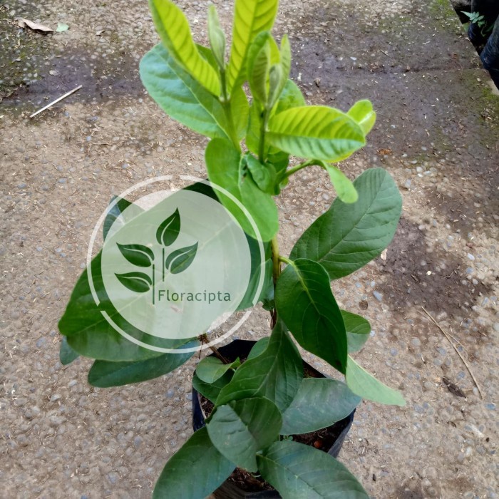 Bibit buah jambu merah/jambu kristal merah