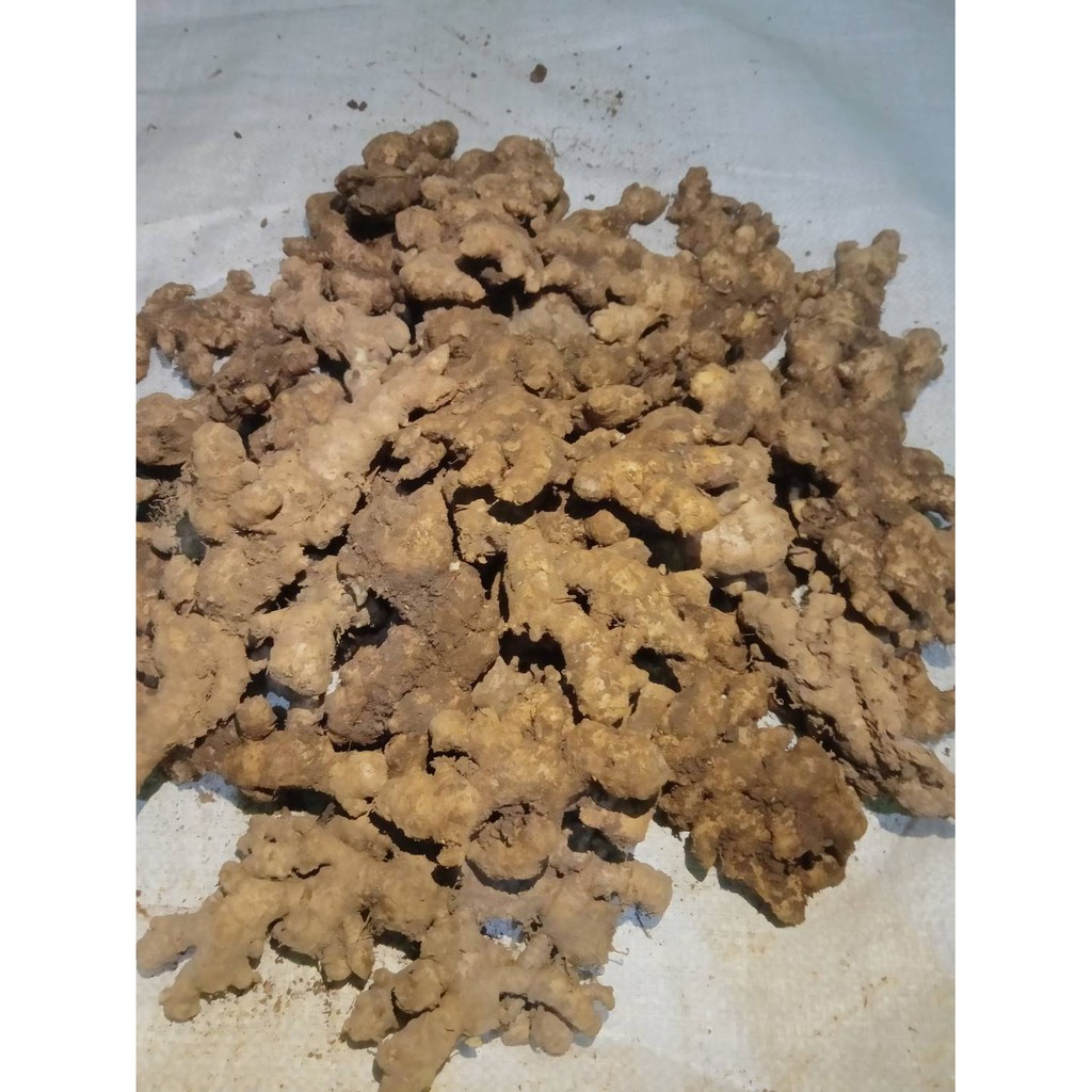 JAHE EMPRIT SUPER 1 KG MURAH SEGAR TUA  [COD]