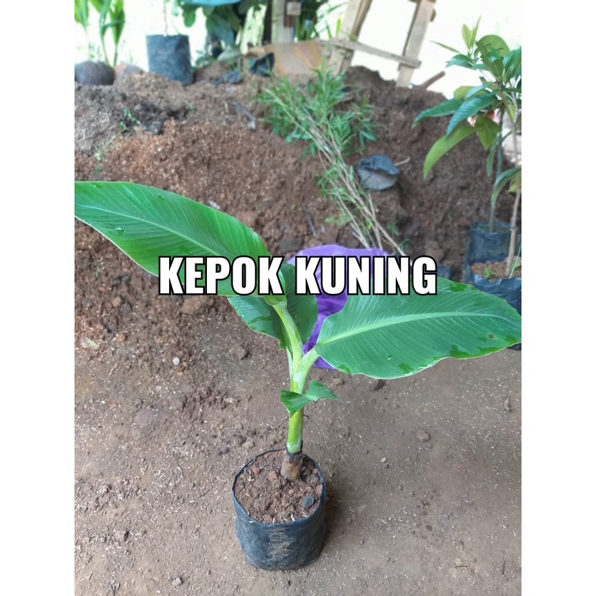 Jual Bibit Pisang Kepok Kuning Siap Tanam Rasa Manis Shopee Indonesia