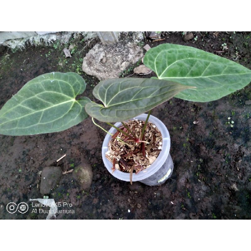 Anthurium Papillilaminum x Anthurium Dressleri