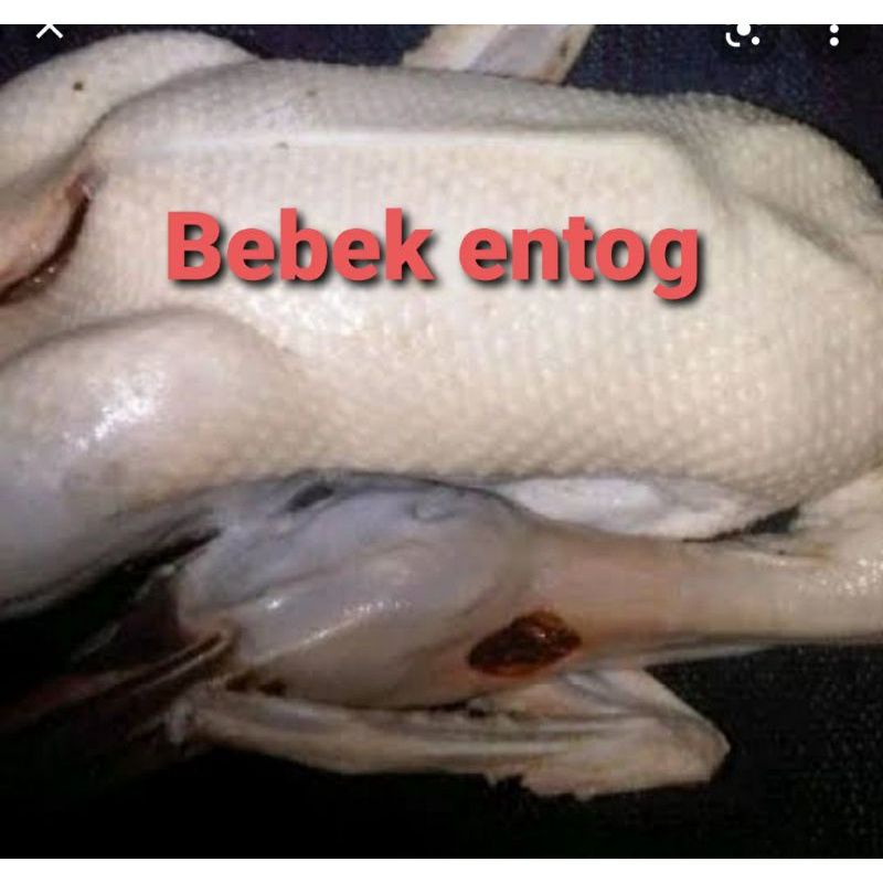 

entok entog fresh segar potong dadakan termurah bebek