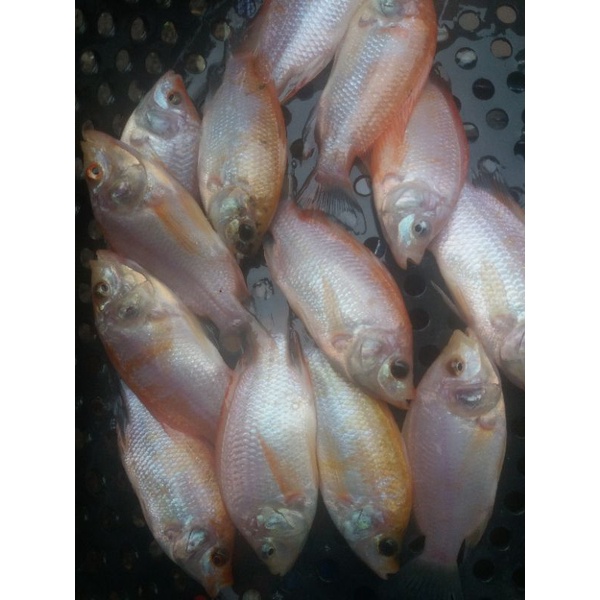 Bibit ikan nila merah Bangkok ukuran(2jari)