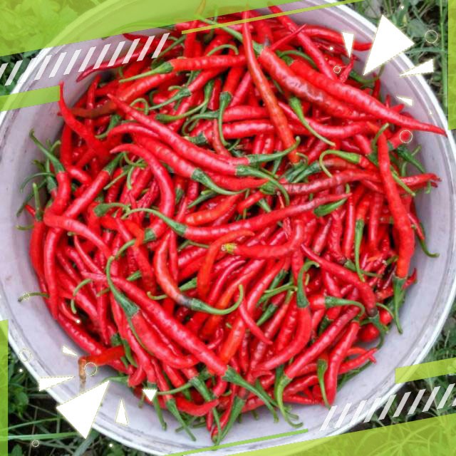 Gudange Benih Cabe keriting Organik TM 999 F1