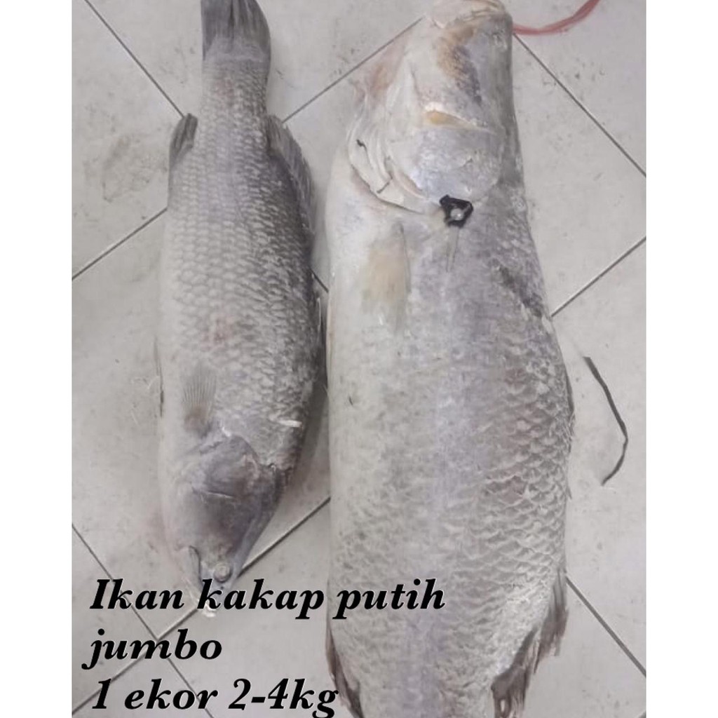 

Kakap Putih