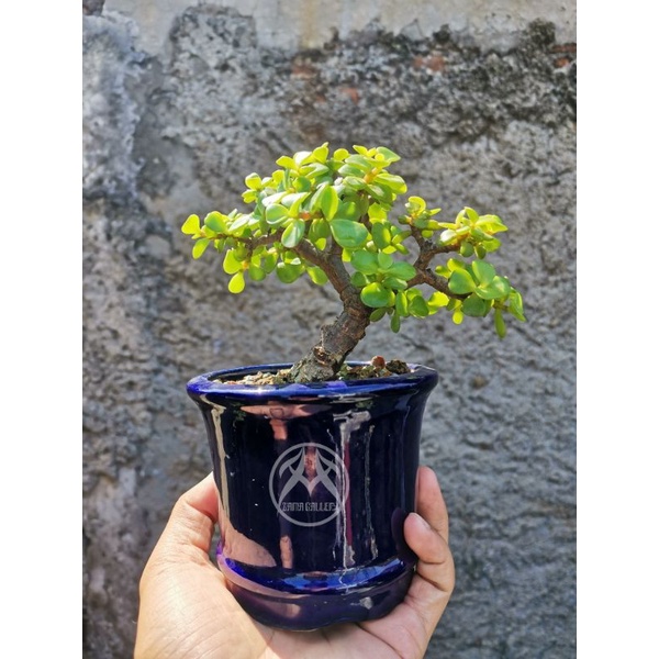 Jade plant portulacaria afra sukulen