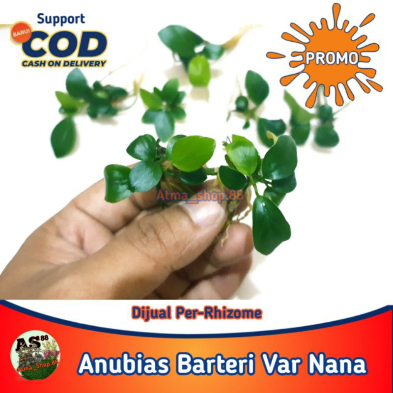 Anubias Nana Mini Tanaman Hias Aquascape Aquatic Bukan Golden Pinto Panda Oon Petit Promo Murah