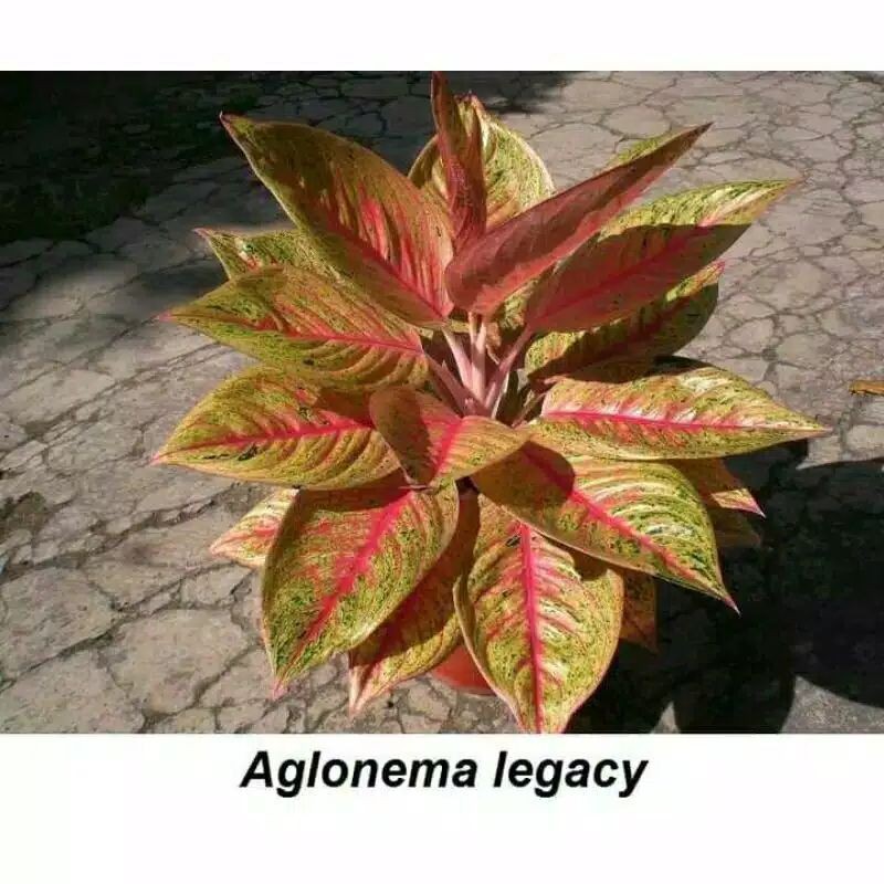 tanaman hias aglonema legacy//aglonema legacy