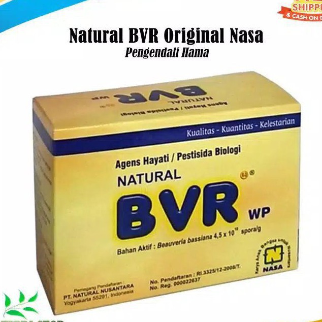COD/BVR/ NATURAL BVR PEPTISIDA ORGANIK/BVR BEAUVERIA BASSIANA/ORIGINAL NASA100 GRAM/OBAT HAMA