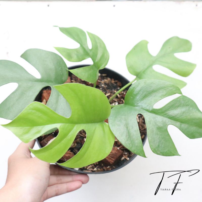 Rhaphidophora Tetrasperma