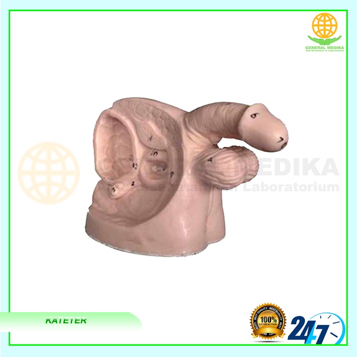 Manekin Kateter Pria | Manikin Catheter | Phantom Peraga Lokal