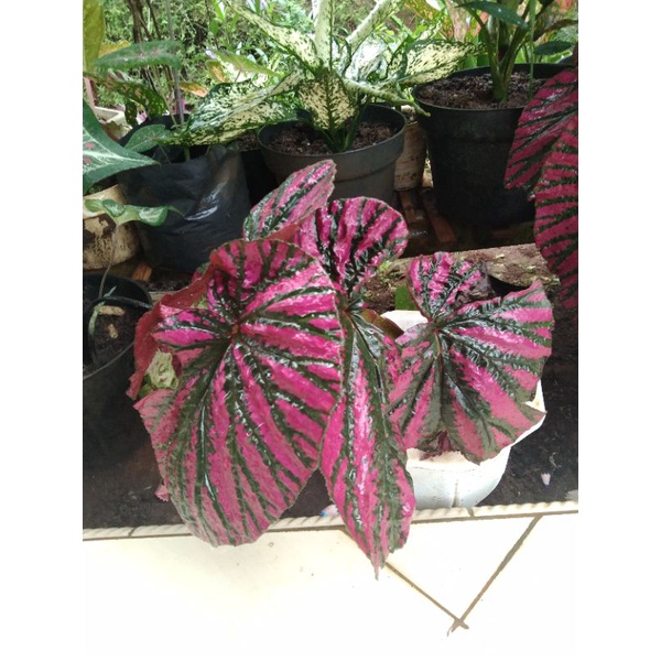 begonia red