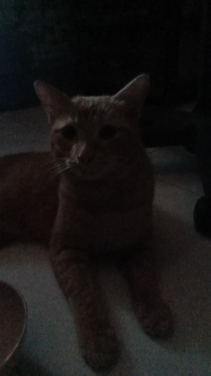 Mug Plastik/gelas Plastik Gagang / Gelas Minum Motif Animal / Gelas Minum Murah