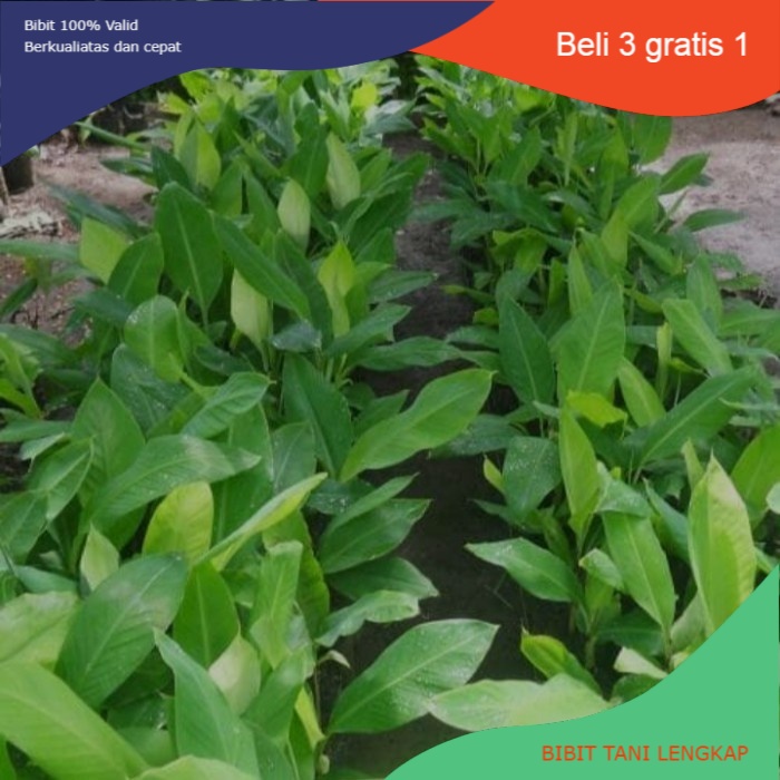 Bibit Buah Pisang Raja || Pisang Raja