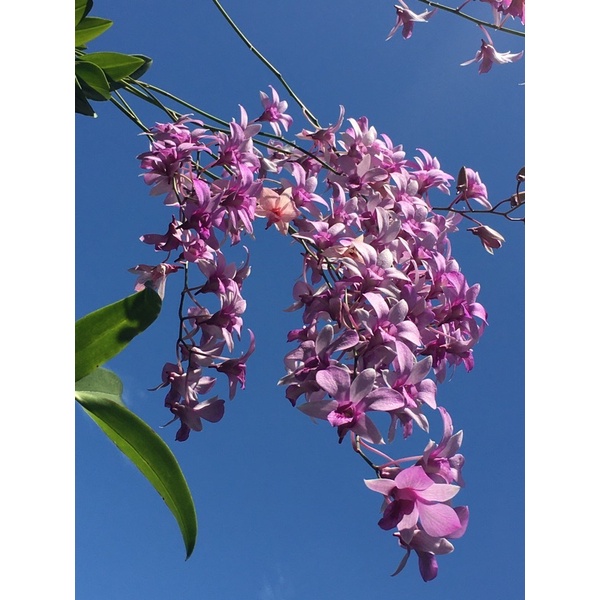 Anggrek dendrobium species