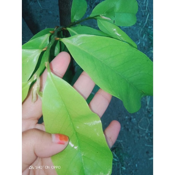 

Daun Sirsak segar(Fress)/100Lembar non Kimia