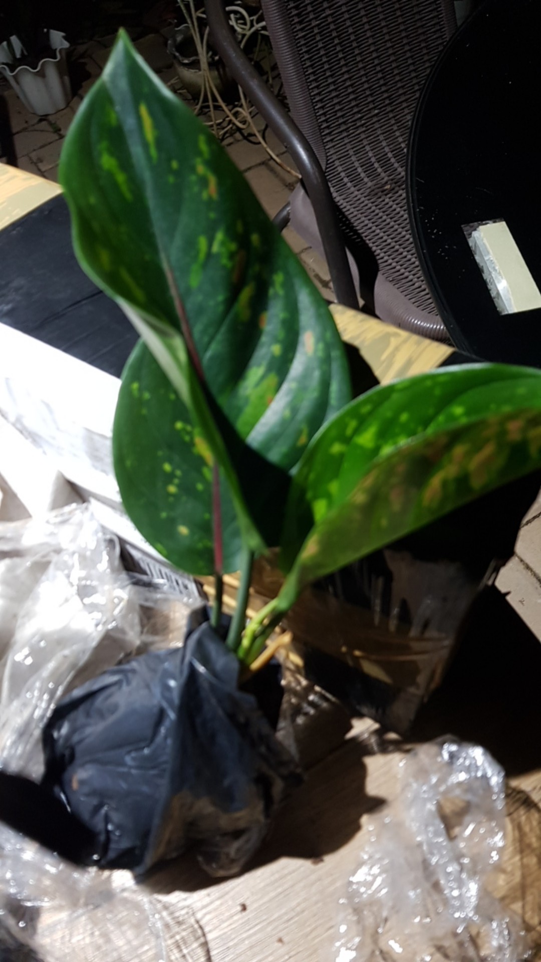 Taman Hias Aglonema Heng Heng