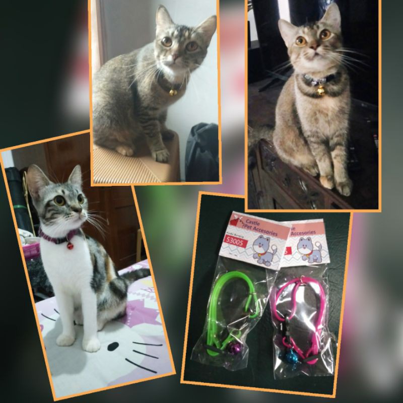 Kalung Kucing (Beli 1 bonus 1)