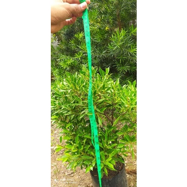 Bahan bonsai kimeng micro import jumbo 65-75 cm daun lebat