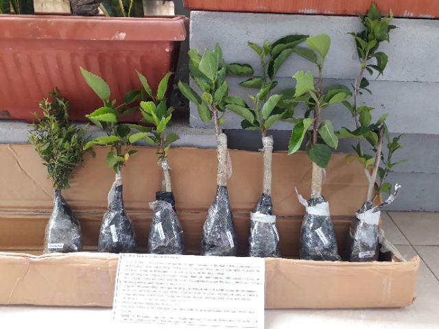 Paket Bunga Sepatu 5pcs