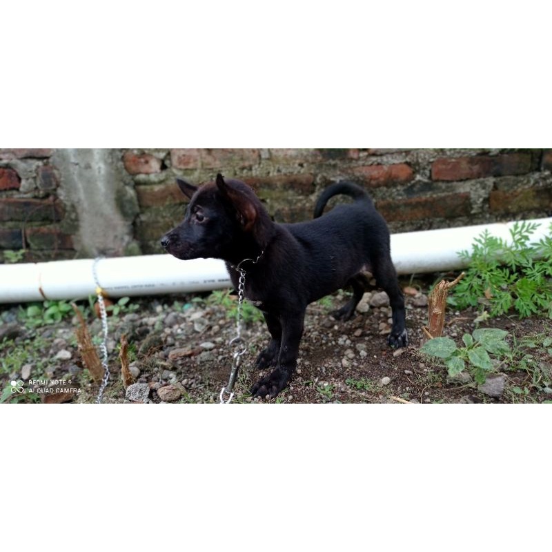 anakan anjing pitkam