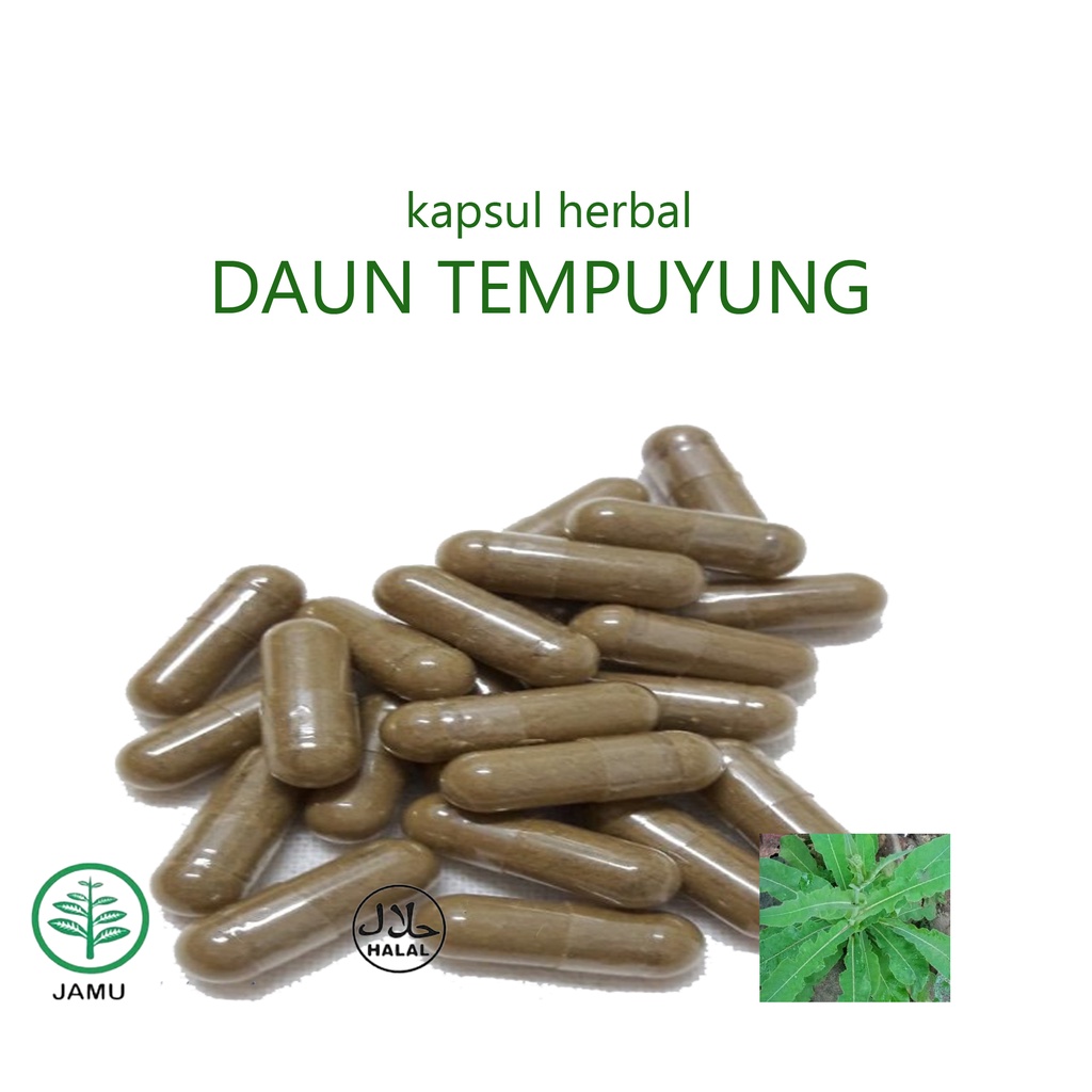 

Daun tempuyung 100 kapsul herbal