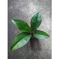 tanaman hias anthurium levis