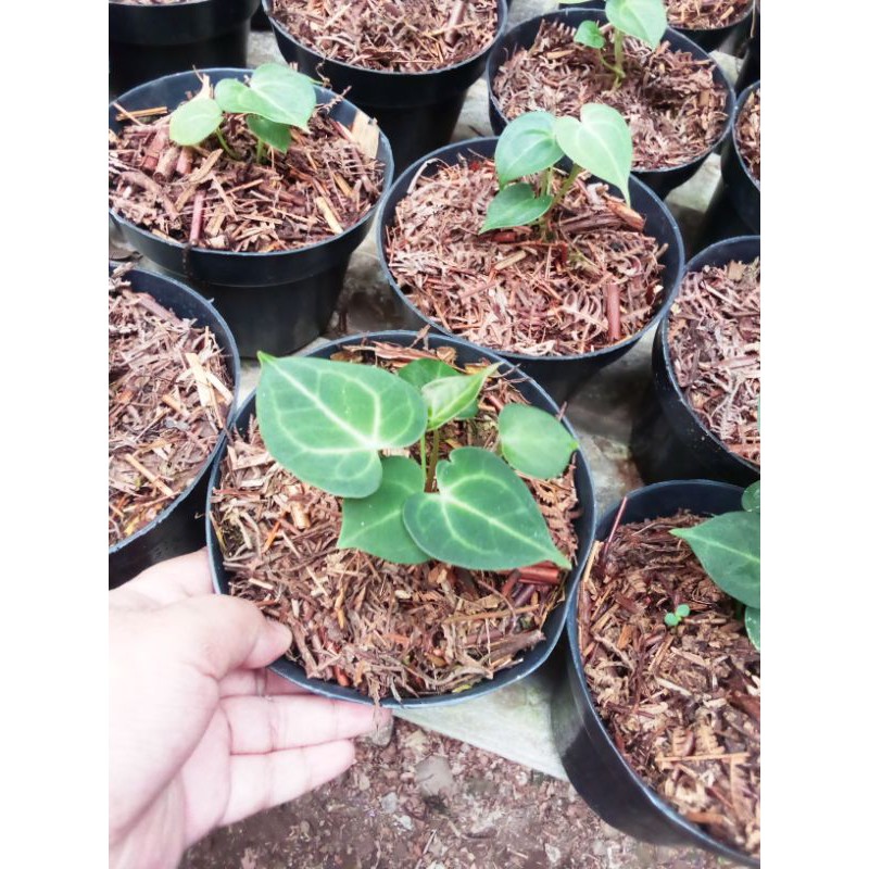 anthurium tarantula / kuping gajah tarantula