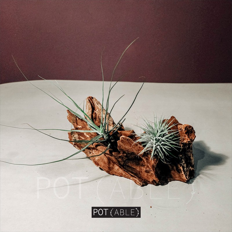 Display Tillandsia - Kayu akar gamal ukuran S / tempat airplant / pot tillandsia